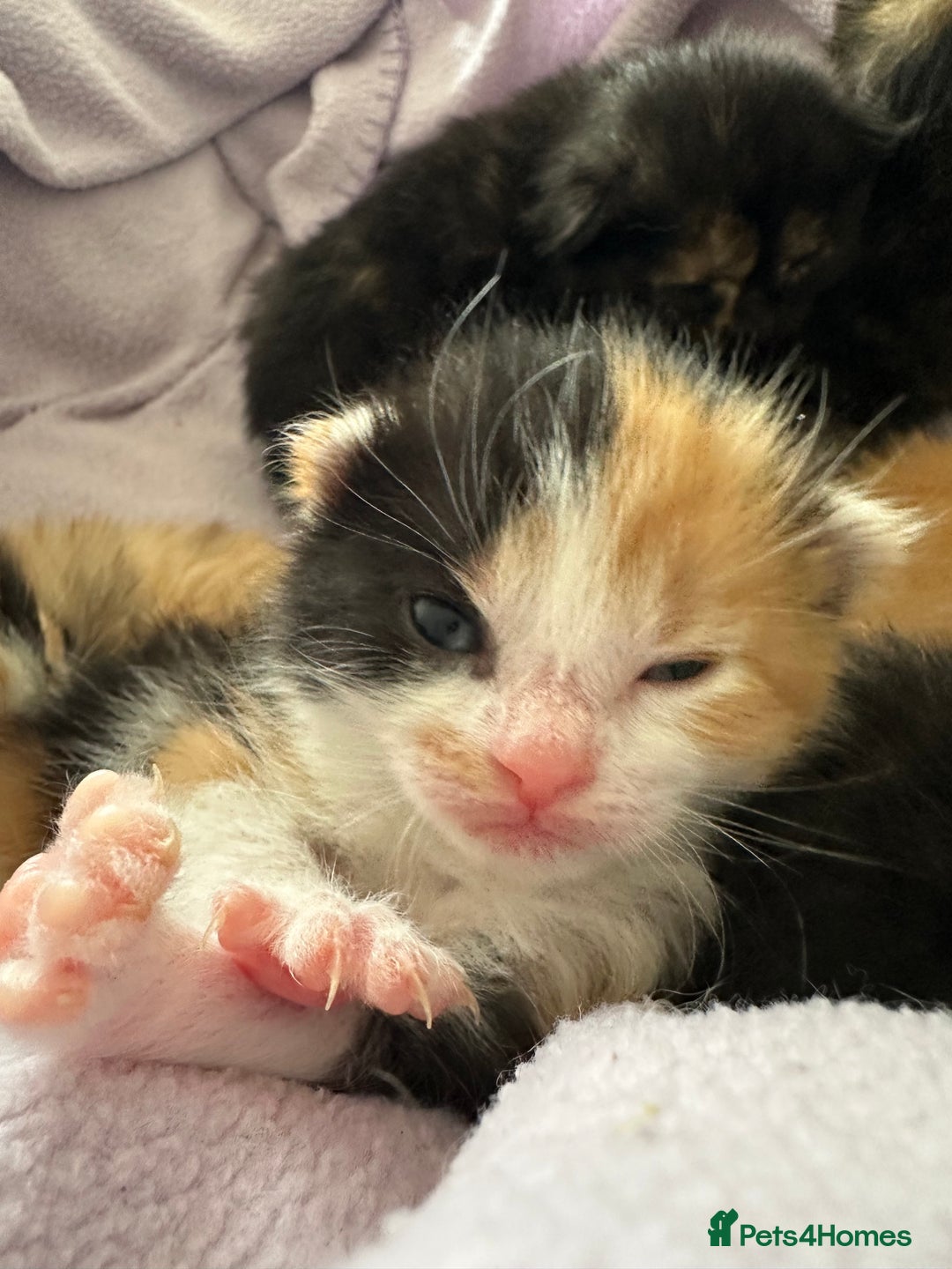 Domestic Shorthair cats for sale: 8 Beautiful kittens with stunning markings  - Image 22