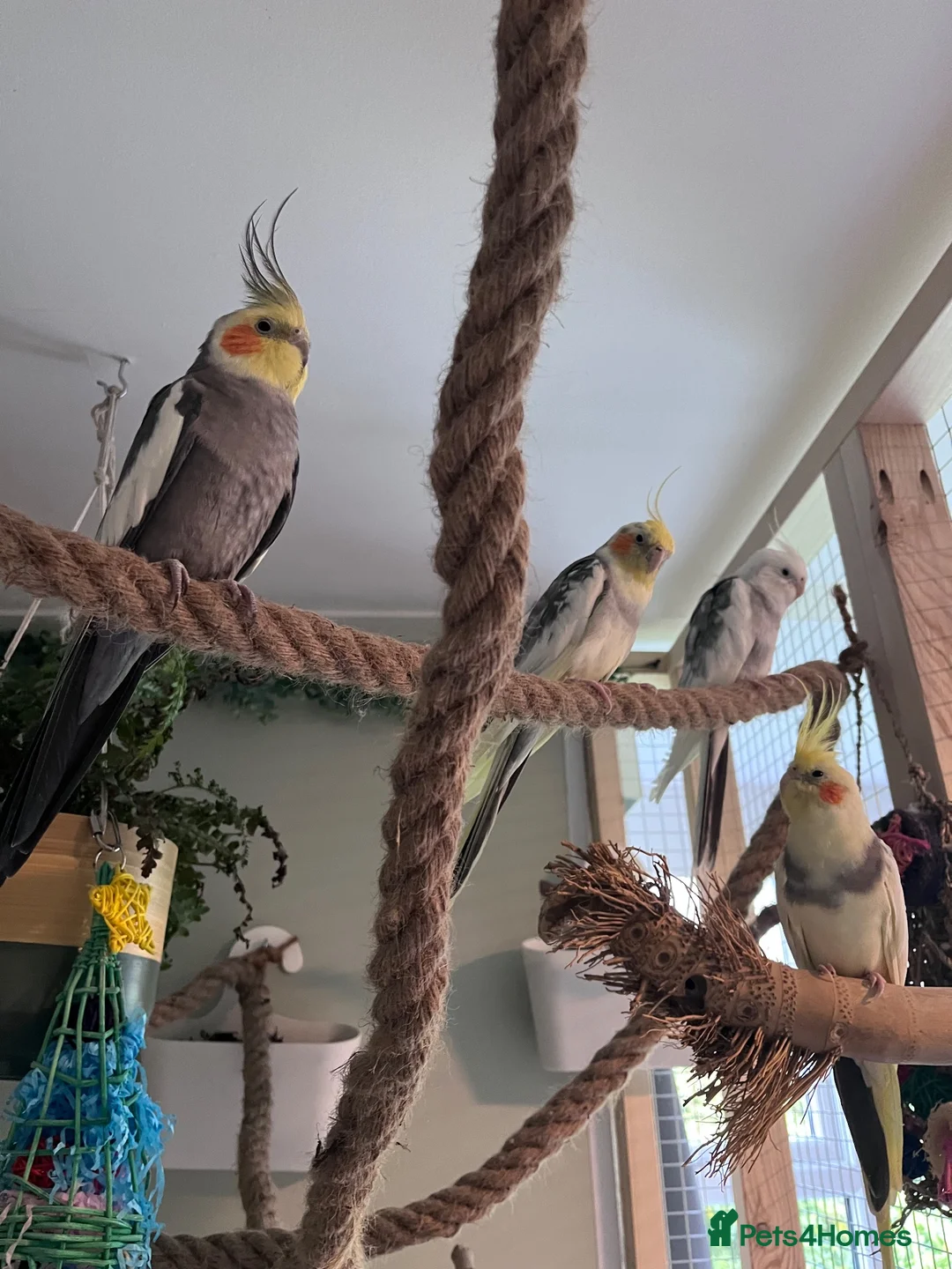 Cockatiels birds for sale: 4 cockatiels for rehoming  in Darwen - Advert 2