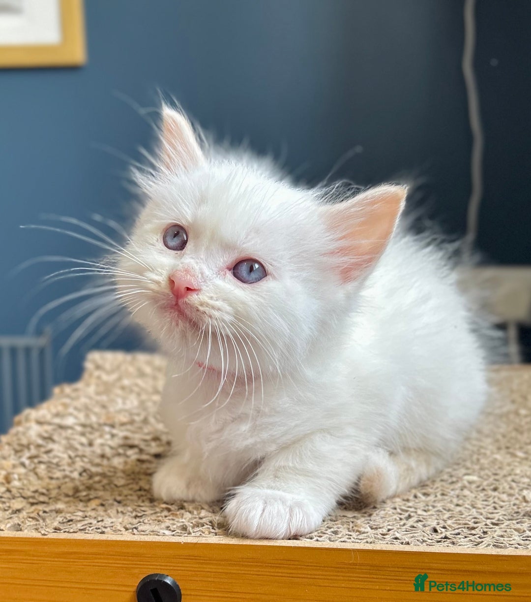 Ragdoll cats for sale: Stunning Rainbow of Ragdoll Kittens - Image 24