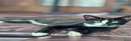 Mixed Breed cats for sale: Adorable brother and sister kittens for sale  - Advert 9
