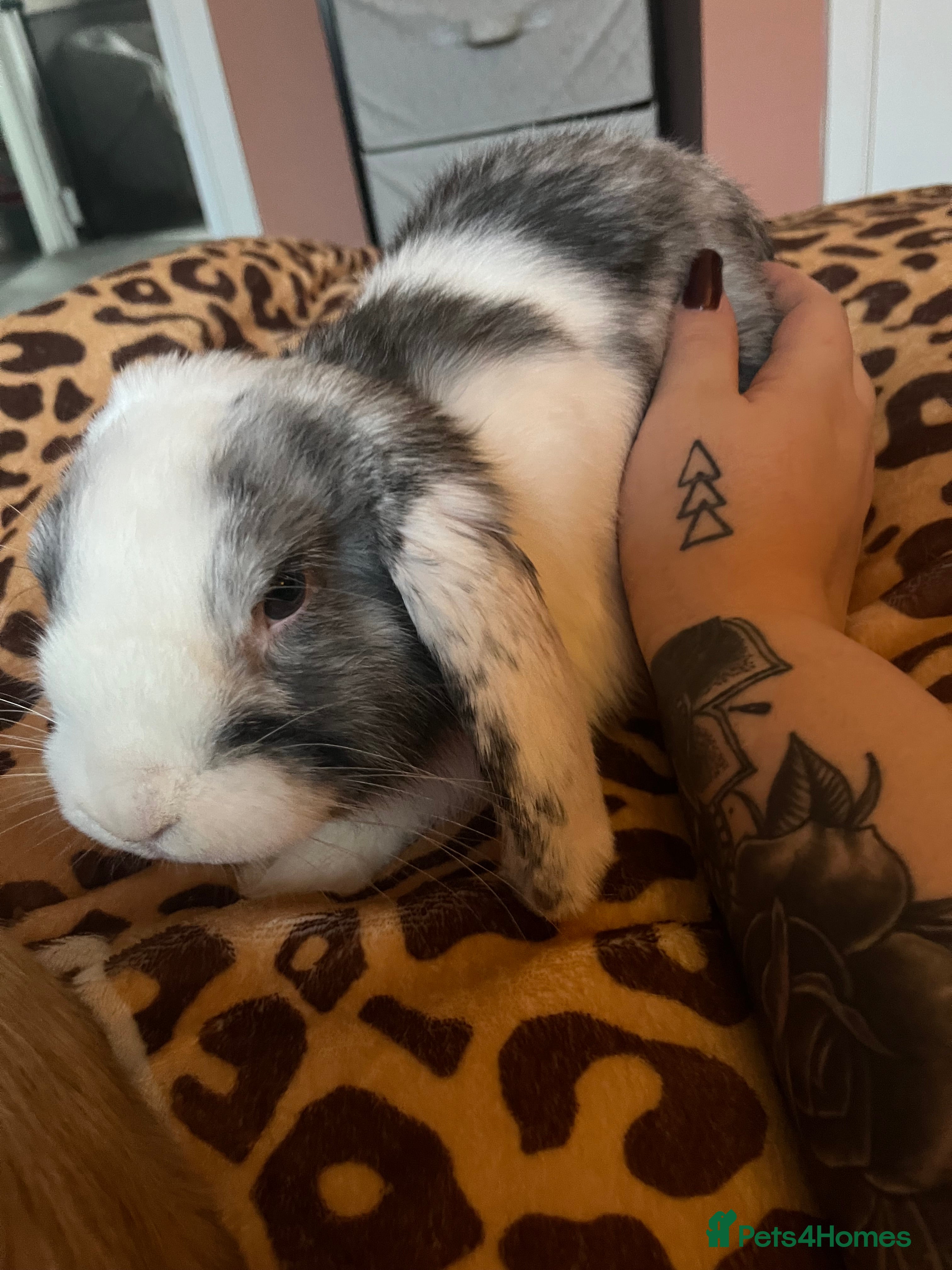 Mixed Breed rabbits Beautiful boy rabbit - Advert 1