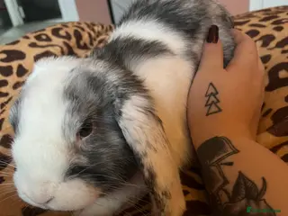 Mixed Breed rabbits Beautiful boy rabbit - Advert 17