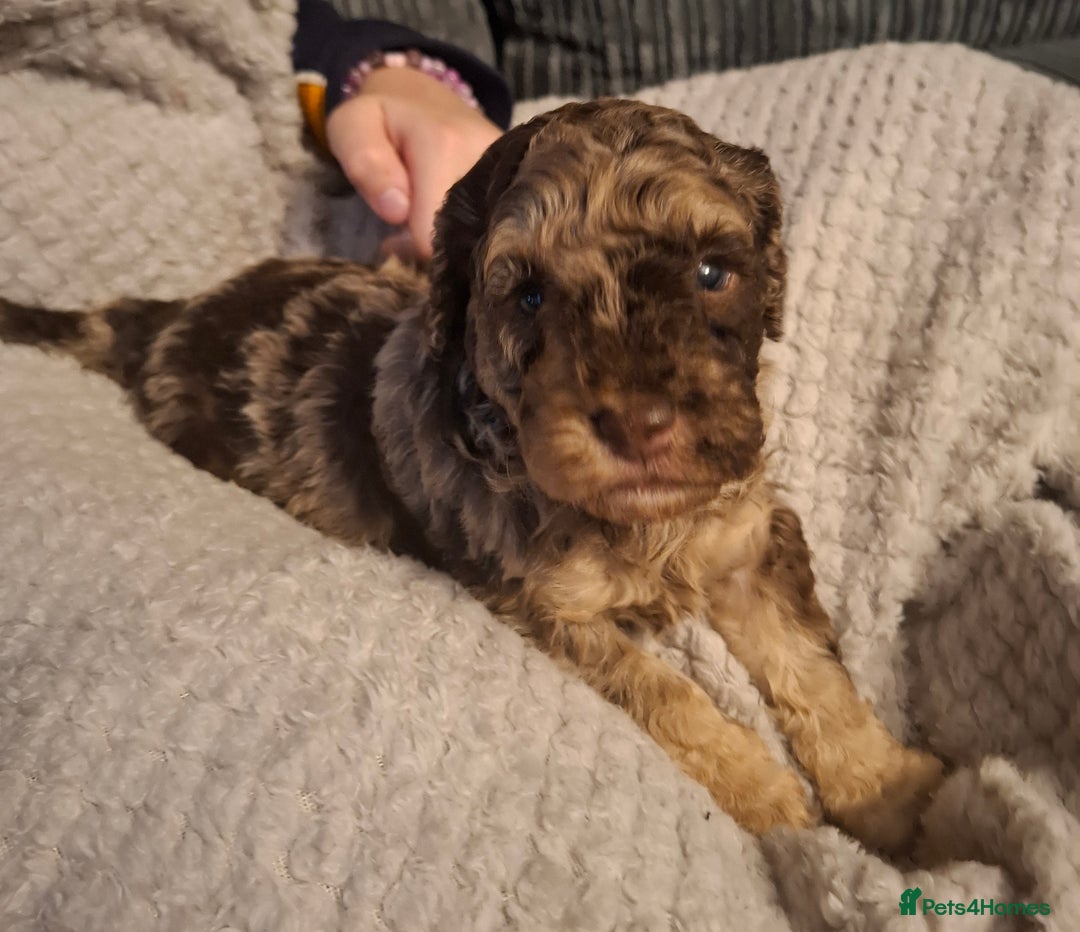 Cockapoo dogs for sale: Minature cockapoo puppies - Advert 9