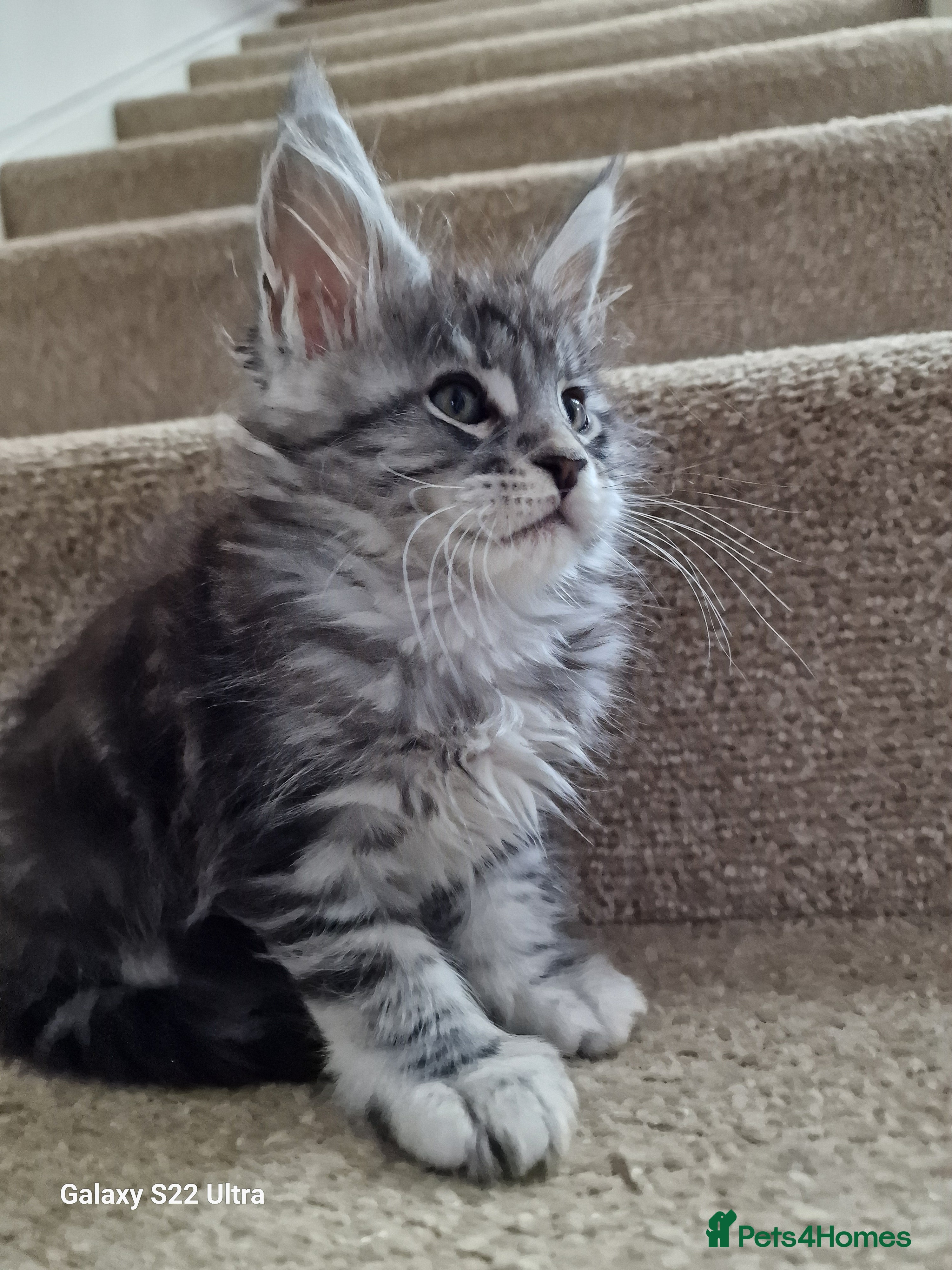 Maine Coon cats Pure Makne coon - Advert 8