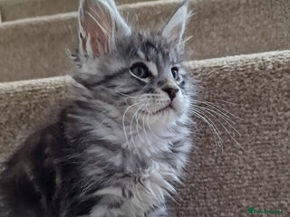 Maine Coon cats Pure Makne coon - Advert 8