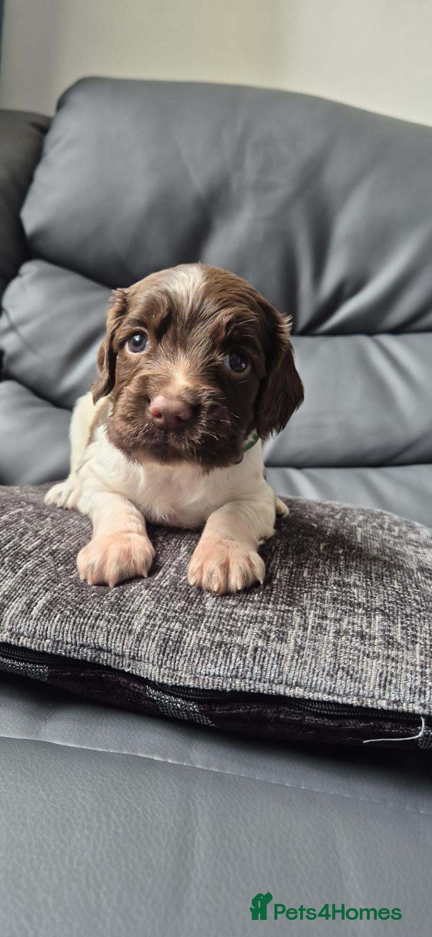 English Springer Spaniel dogs English springer puppies  - Advert 1