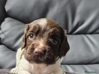 English Springer Spaniel dogs English springer puppies - Advert 1