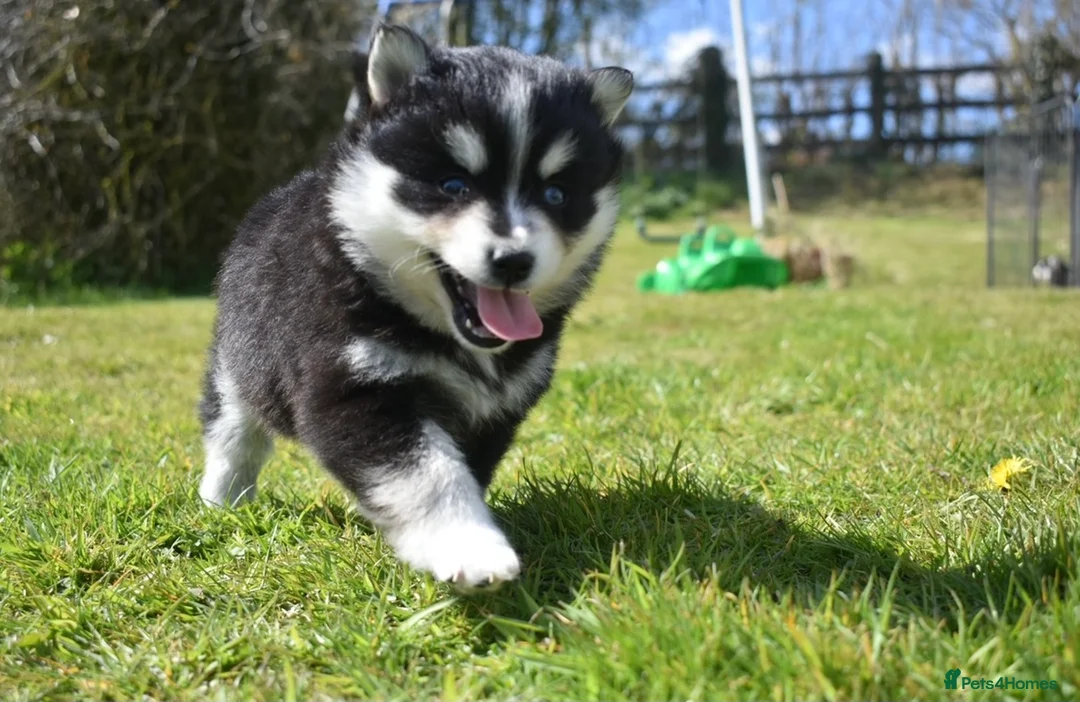Pomsky dogs for stud: American Import Chocolate Pomsky for Stud in Ammanford - Advert 25