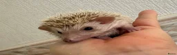Pygmy Hedgehog rodents for sale: Baby Pygmy hedgehogs for sale  - Advert 3