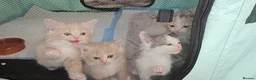 Mixed Breed cats for sale: Diluted Kittens READY for their forever homes  - Advert 17