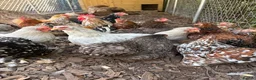 Chickens poultry for sale: Pekin pullets for sale  - Advert 2