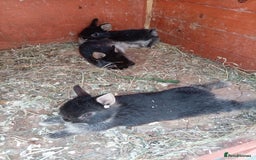 Netherland Dwarf rabbits for sale: Netherland dwarf baby's  - Image 1