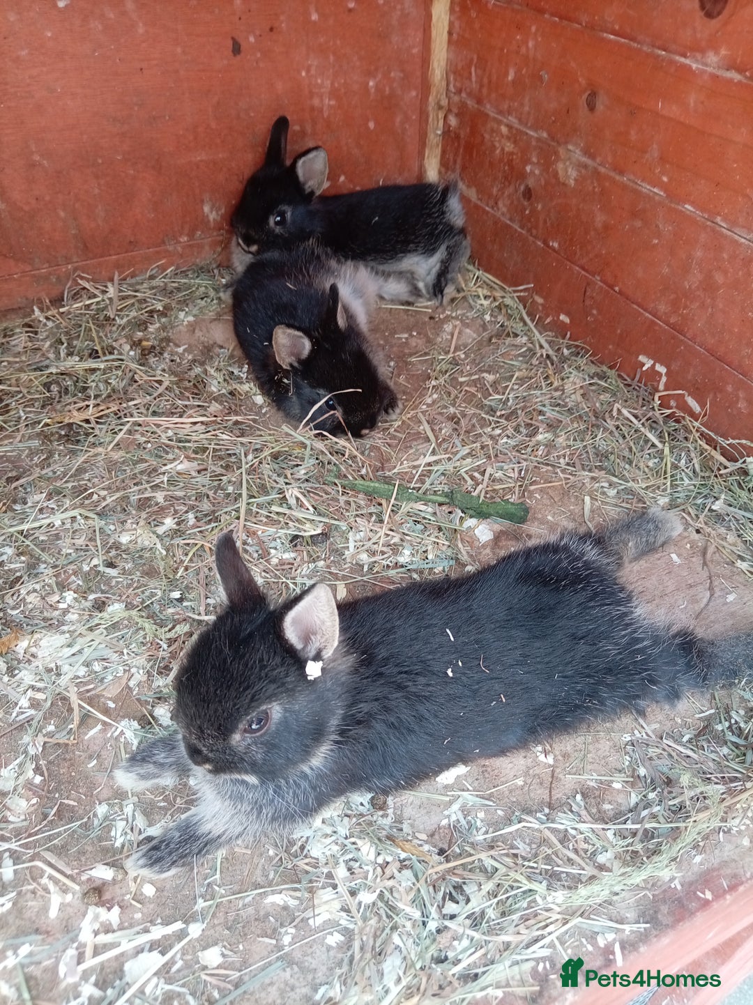 Netherland Dwarf rabbits for sale: Netherland dwarf baby's  - Image 1