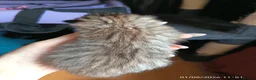 Mixed Breed cats for sale: KITTENS LOOKING FOR LOVING HOMES - Advert 16