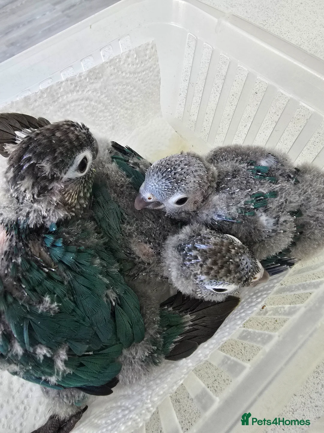 Conures birds for sale: Handreared and tame baby conure parrots - Advert 7