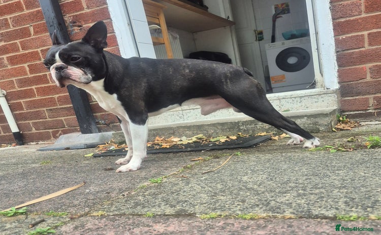 Boston Terrier dogs in Lytham Saint Annes - Advert 2