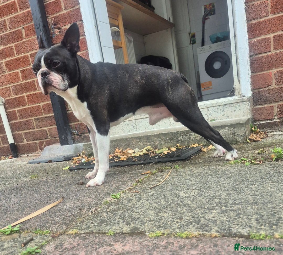 Boston Terrier dogs for stud: BOSTON TERRIER STUD in Lytham Saint Annes - Image 2