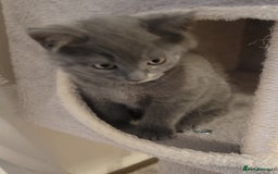 British Shorthair cats for sale: British Shorthair boy - Advert 5