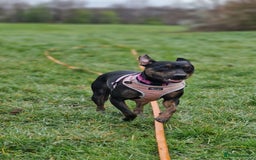 Mixed Breed dogs for sale: Callie- Staffy Mix  - Image 5