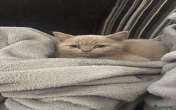 Scottish Fold cats for sale: Stunning chocolate female scottish fold - Image 5