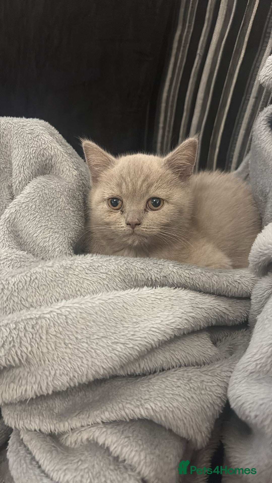 Scottish Fold cats for sale: Stunning chocolate female scottish fold - Image 5