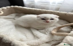 Scottish Fold cats for sale: URGENT - White Scottish Fold 🩷 - Image 1