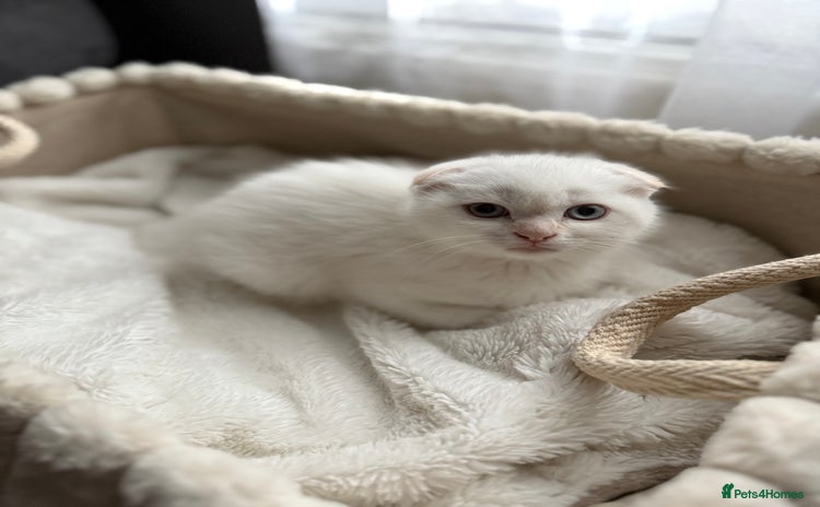 Scottish Fold cats - Advert 17