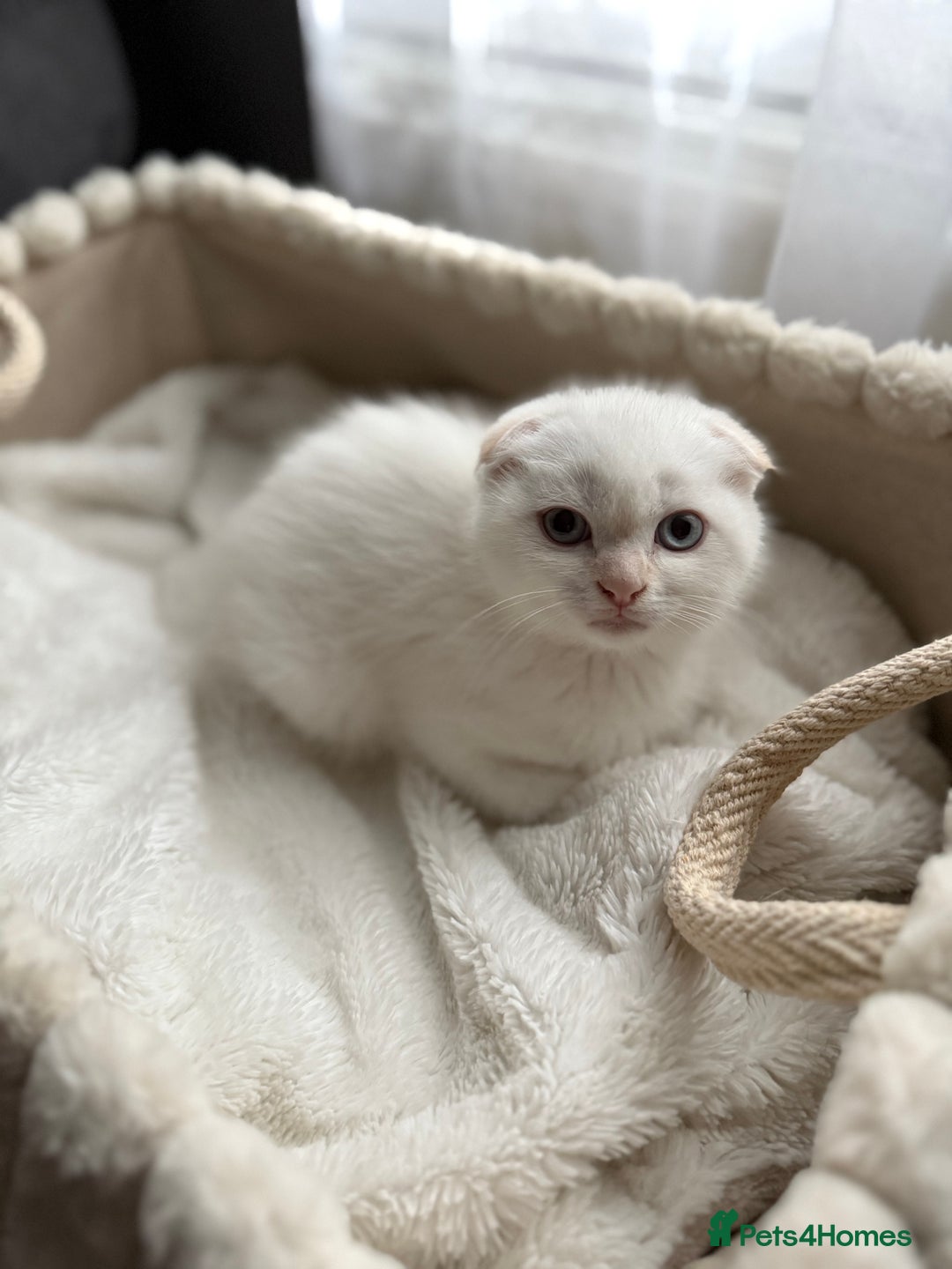 Scottish Fold cats for sale: URGENT - White Scottish Fold 🩷 - Image 1