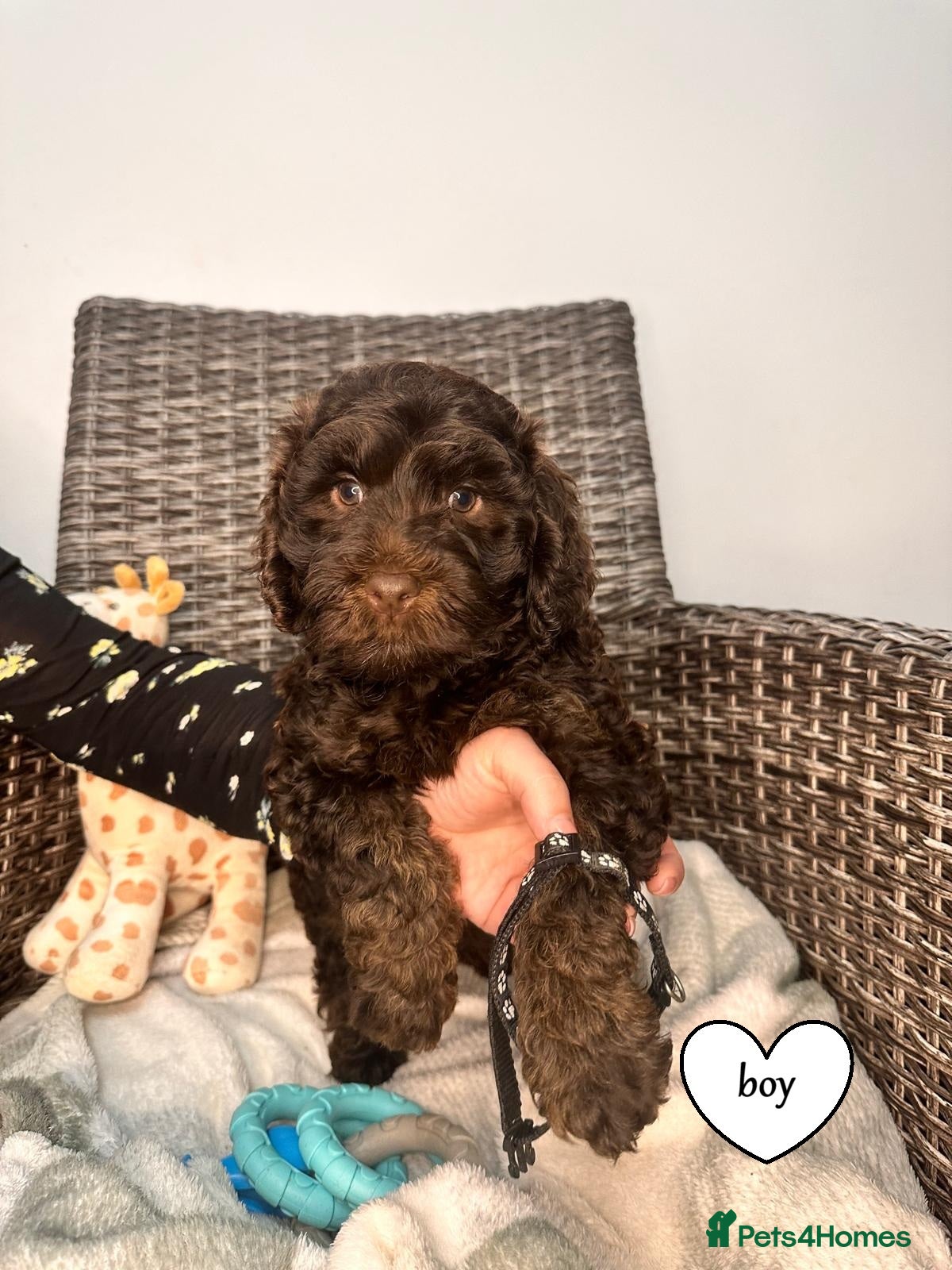 Cockapoo dogs Cockapoo F1b  Puppies ready to leave  - Advert 1