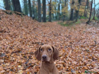 Hungarian Vizsla dogs Pedigree KC registered Hungarian Vizsla - Advert 2
