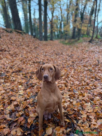 Hungarian Vizsla dogs - Advert 1