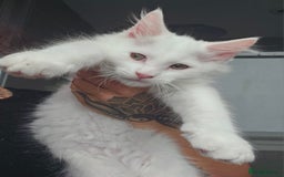 Mixed Breed cats for sale: White half Maine Coon kitten - Image 1
