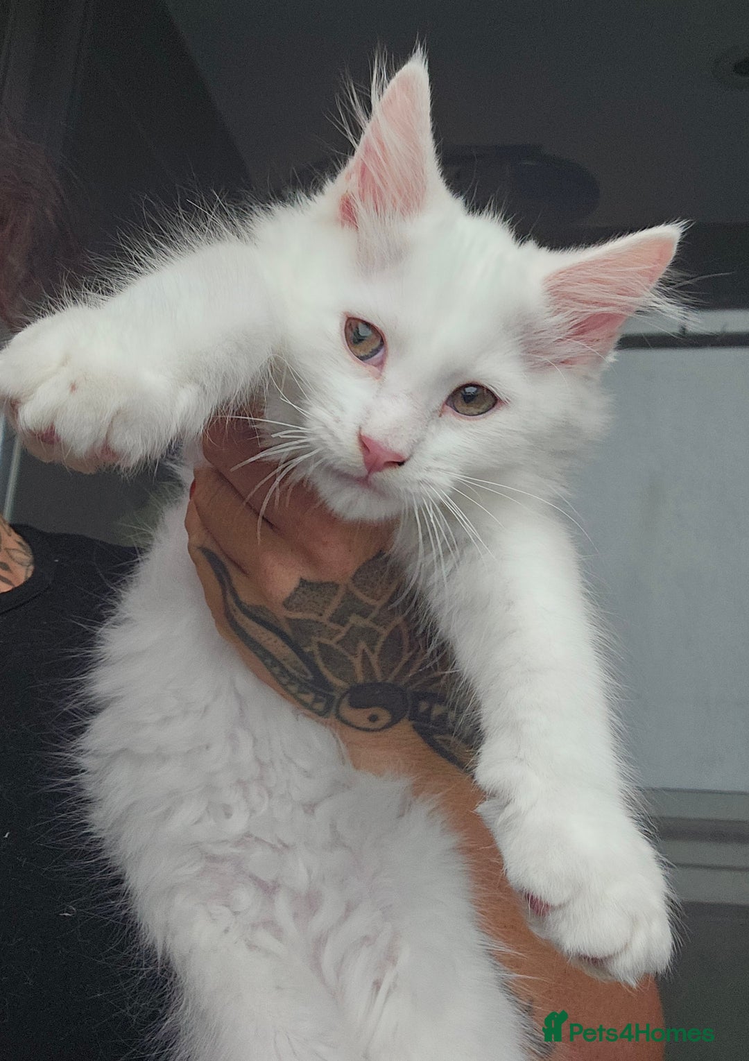 Mixed Breed cats for sale: White half Maine Coon kitten - Image 1