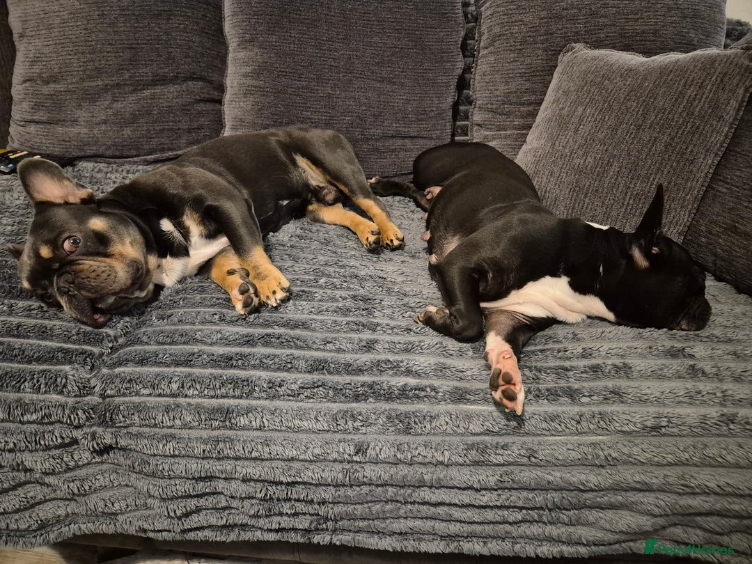 French Bulldog dogs for sale: Blue pied frenchbulldog puppies - Advert 8