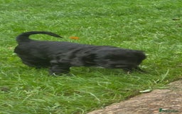 Sprocker dogs for sale: Sprocker  - Image 19