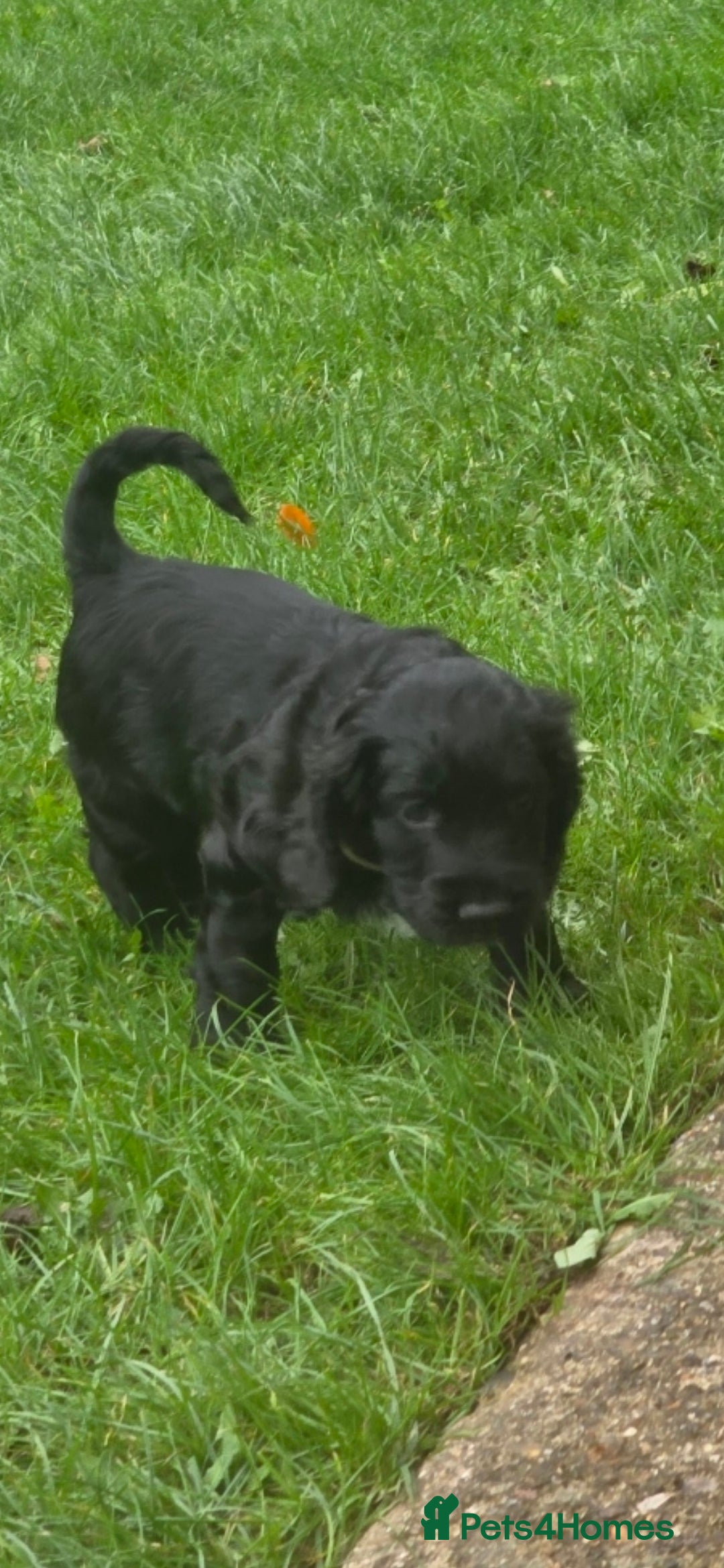 Sprocker dogs for sale: Sprocker  - Image 19