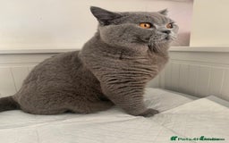 British Shorthair cats for stud: 3xB BIG BSG BOY 7kg - Advert 1