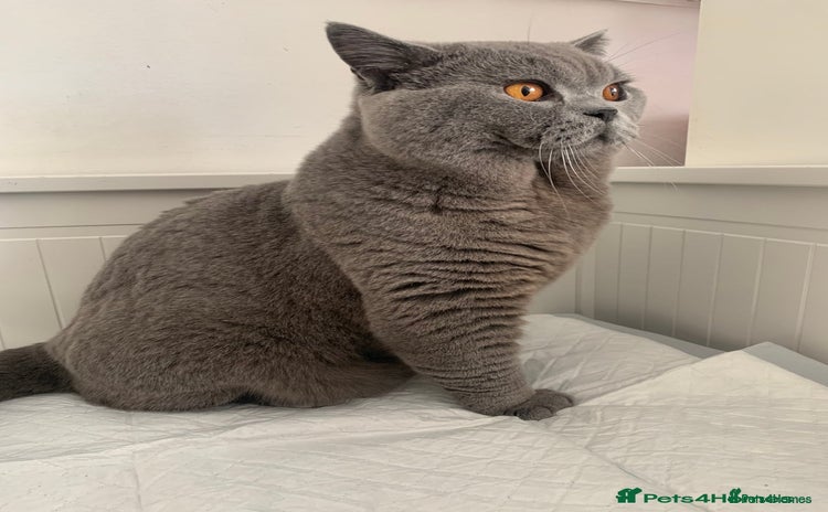 British Shorthair cats 3xB BIG BSG BOY 7kg - Advert 2