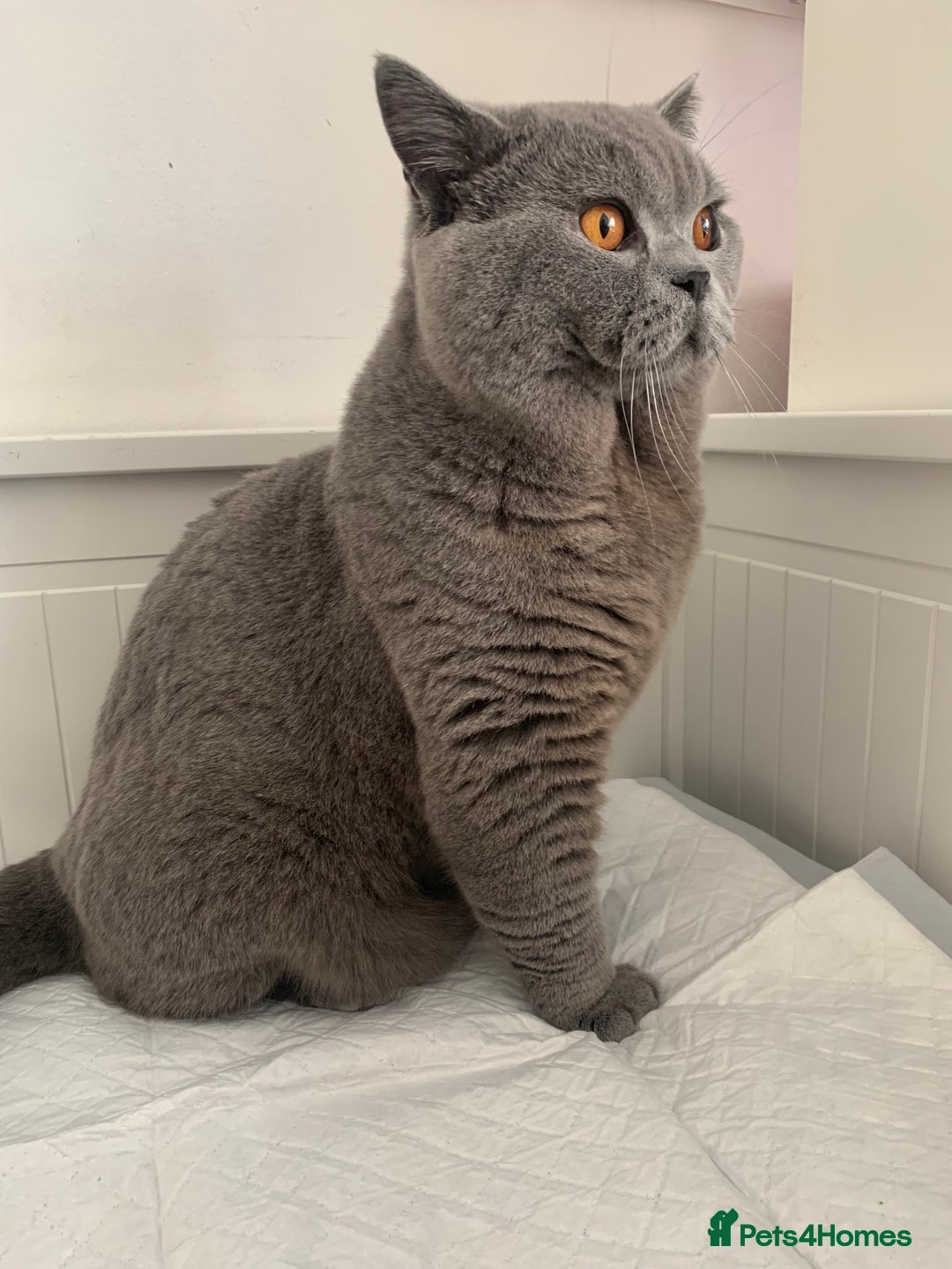 British Shorthair cats for stud: 3xB BIG BSG BOY 7kg - Advert 1