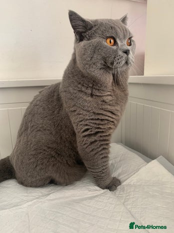British Shorthair cats 3xB BIG BSG BOY 7kg - Advert 1