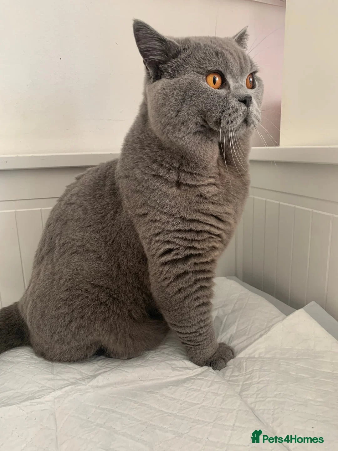 British Shorthair cats for stud: 3xB BIG BSG BOY 7kg - Advert 1