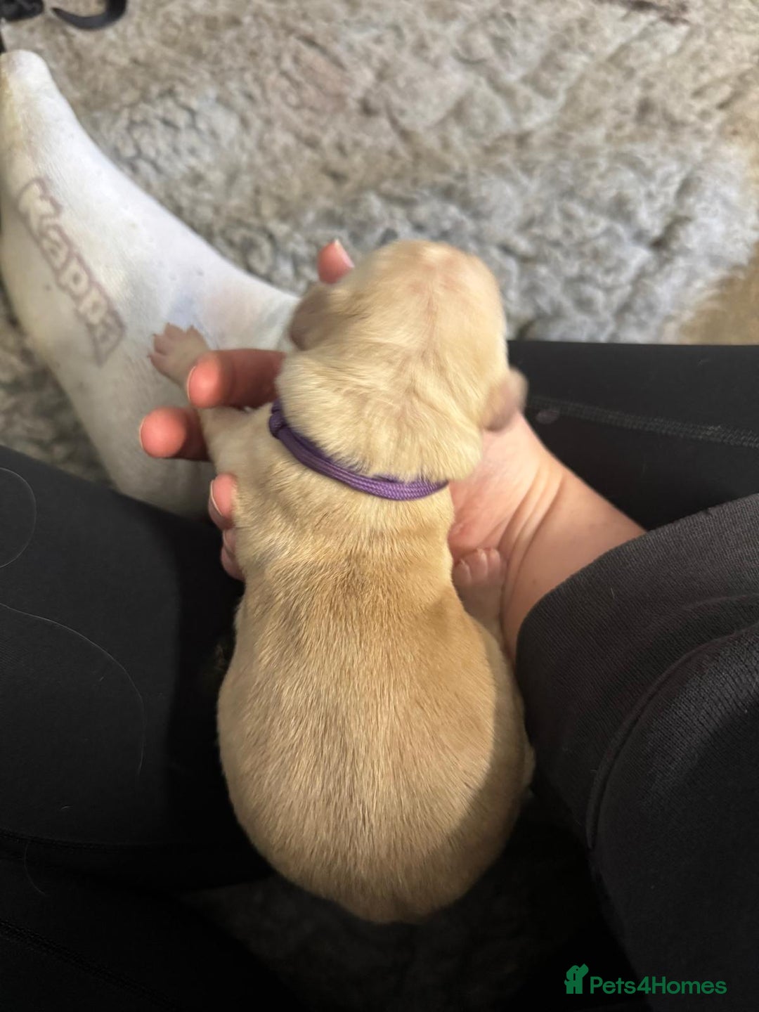 Goldador dogs for sale: Goldador Black & Golden Pups - Pets / Therapy - Image 13