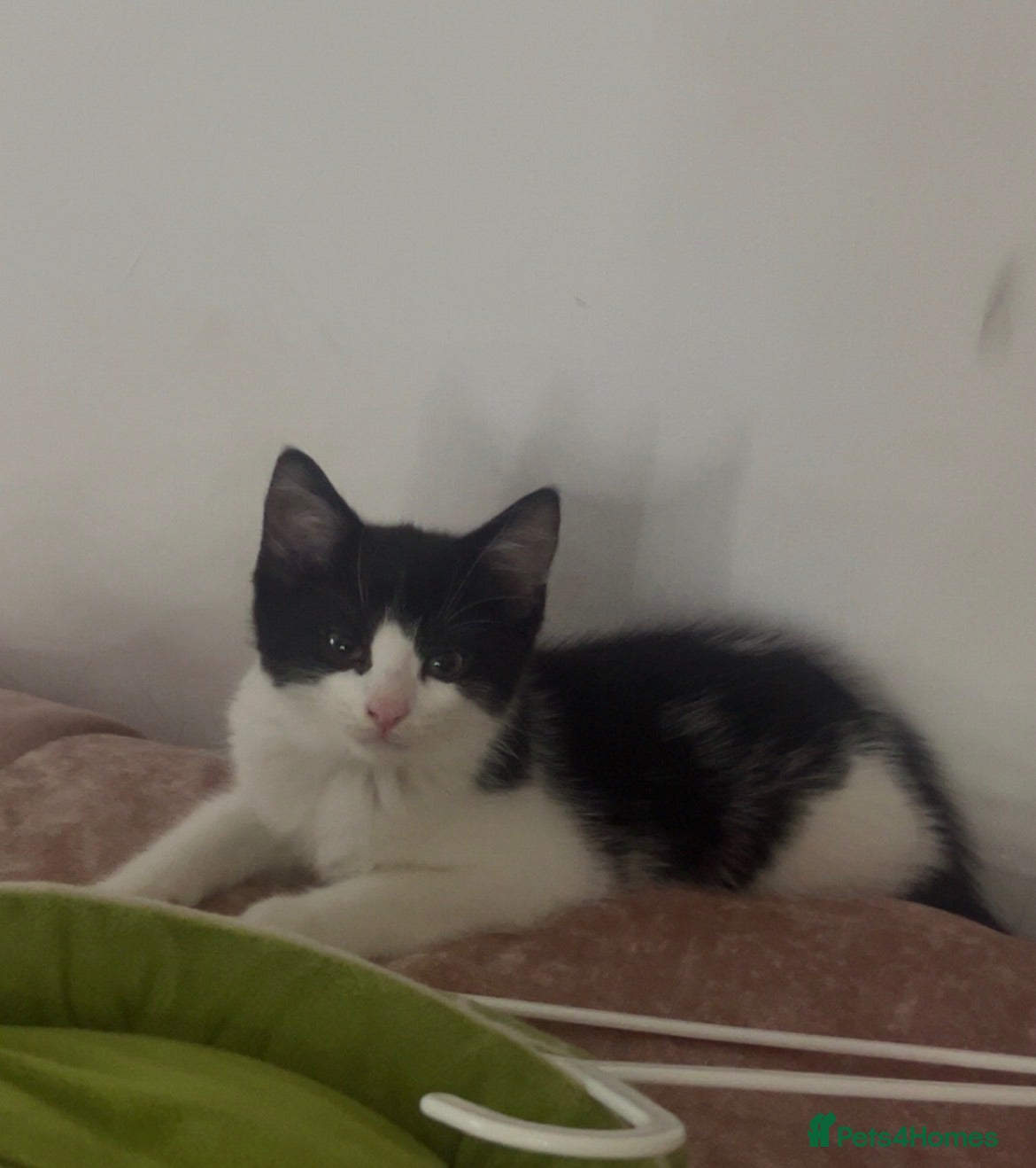 Mixed Breed cats READY NOW. 2BEAUTIFUL FEMALE TUXEDO KITTENS - Advert 11