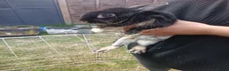 Mixed Breed rabbits for sale: Rabbits for rehome - Advert 3
