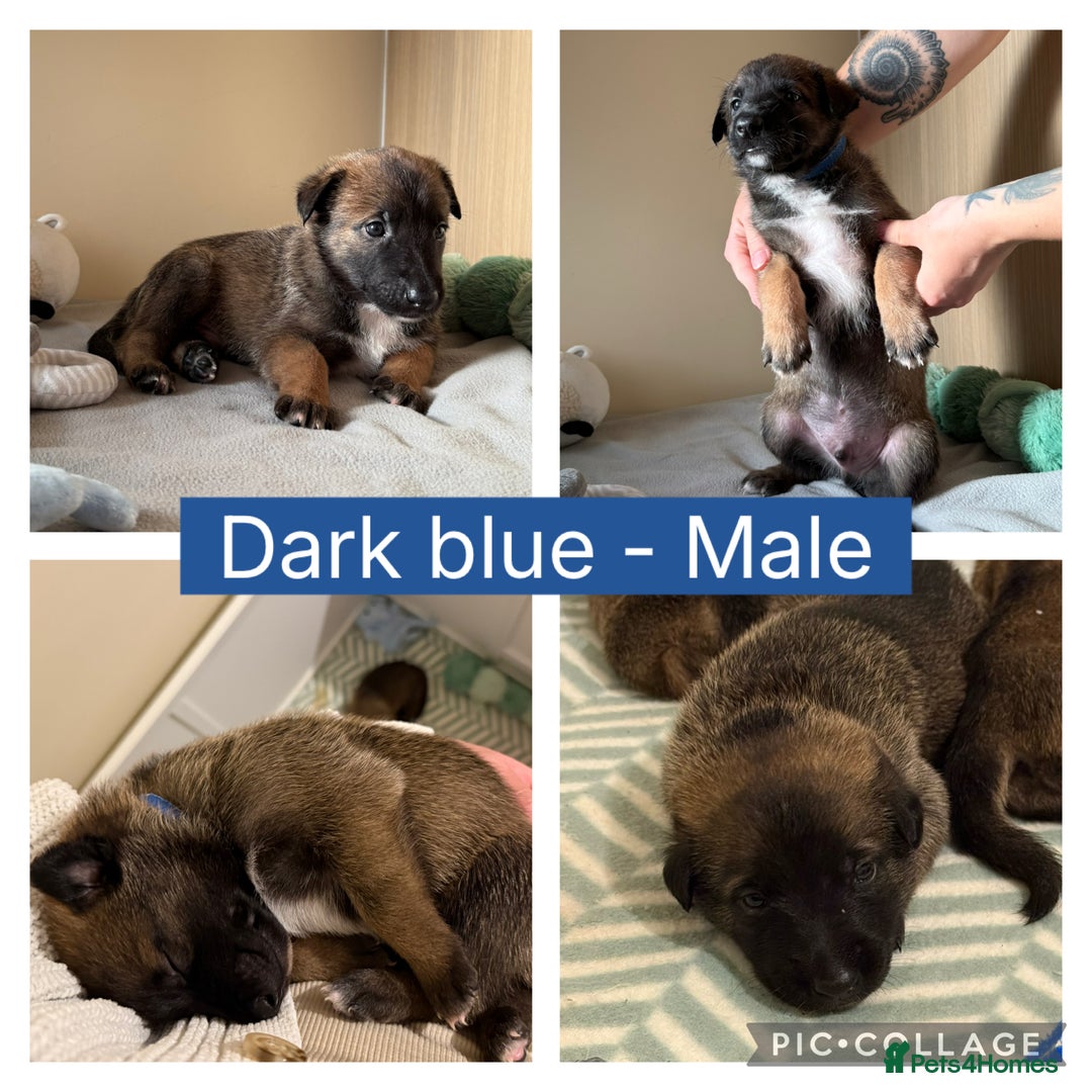 Belgian Shepherd Dog dogs for sale: Belgian Malinois puppies🐾 - Image 10