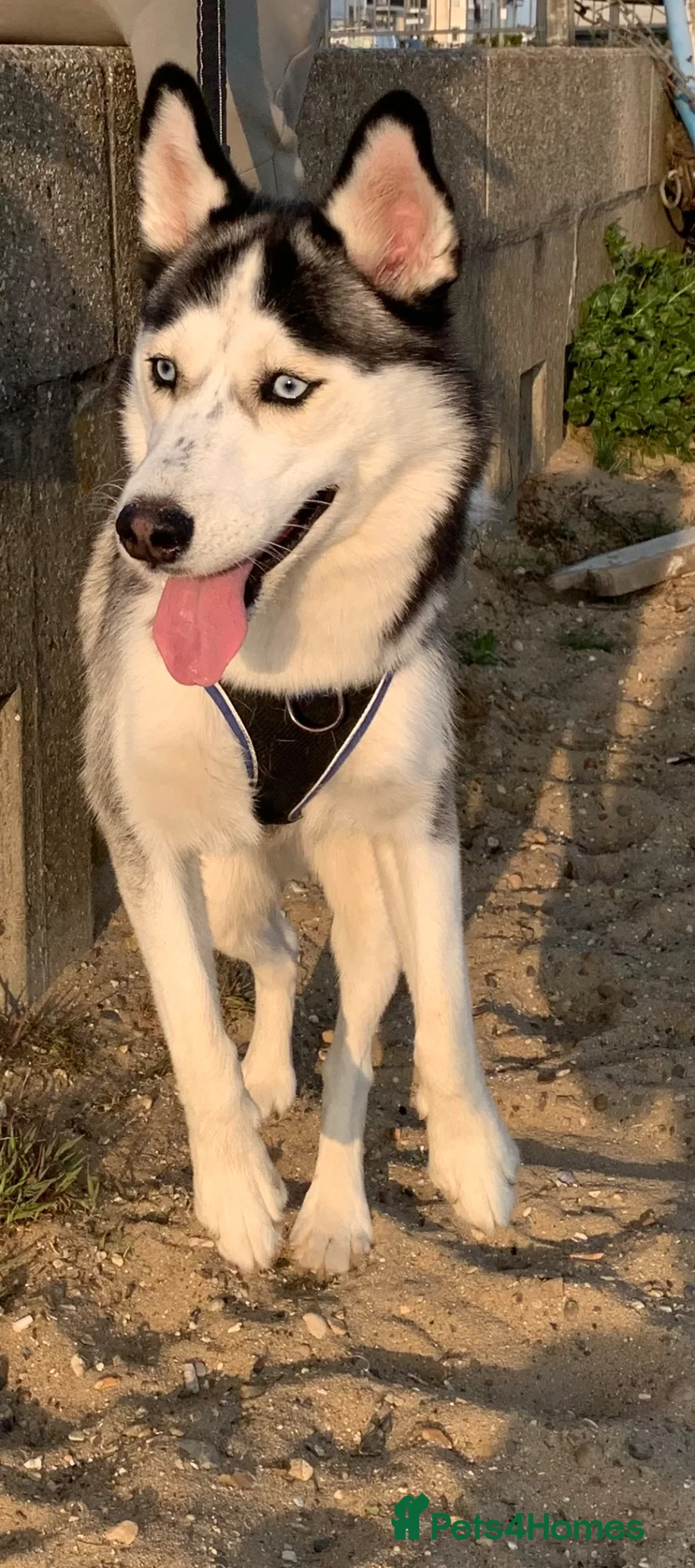 Shepsky dogs for sale: Shepsky male puppies  in Stevenage - Advert 1