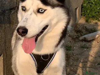 Shepsky dogs Shepsky male puppies - Advert 1