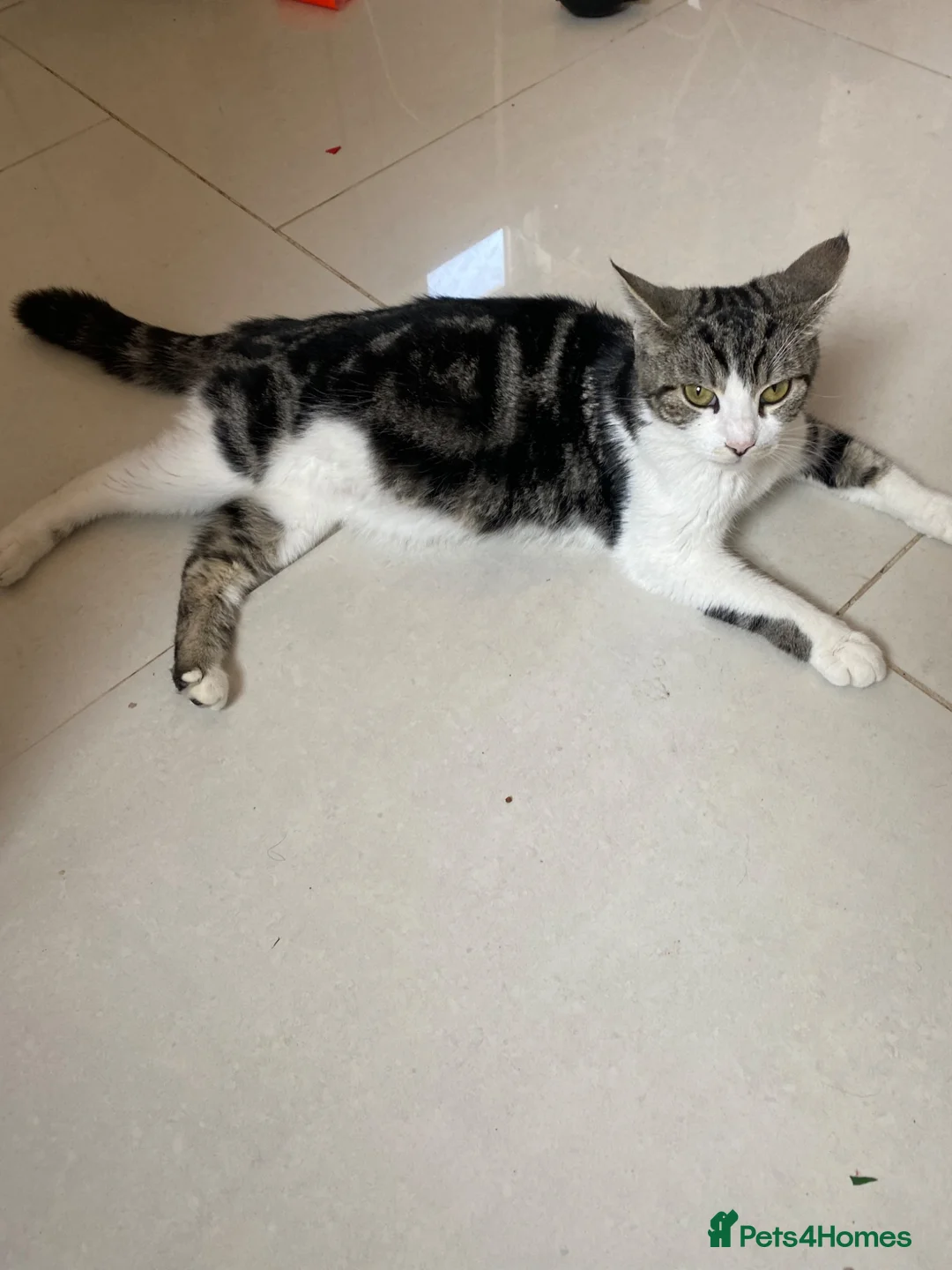 Mixed Breed cats for sale: Beautiful coloured kittens for sale  - Advert 2