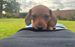Miniature Dachshund dogs for sale: Beautiful short haired miniature dachshunds in Melton Mowbray - Image 8