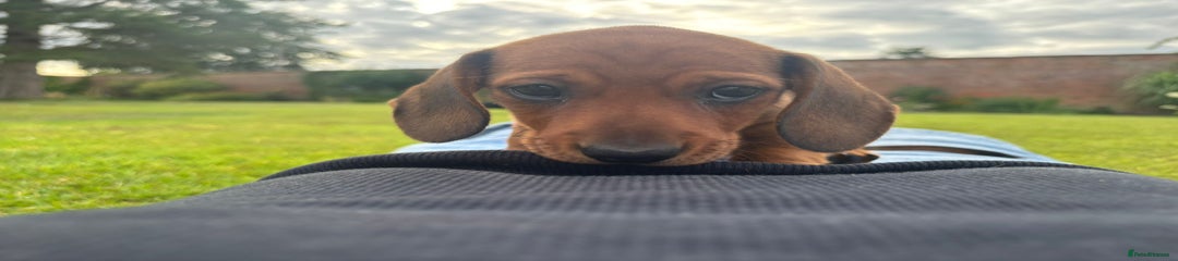 Miniature Dachshund Puppy 2